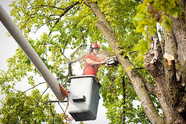 Best Emergency Tree Removal  in Dover, DE